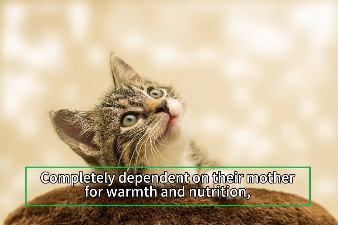 Example of a video frame with hardcoded subtitles 1