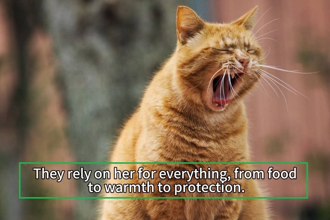 Example of a video frame with hardcoded subtitles 2