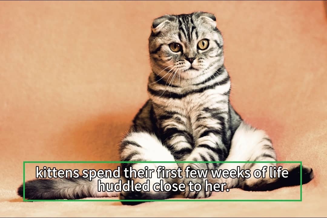 Example of a video frame with hardcoded subtitles 3